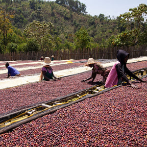 Ethiopia | Ayla Bombe Natural