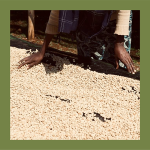 Ethiopia | Ayla Bombe Washed