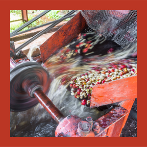 Kenya | Kiamaina